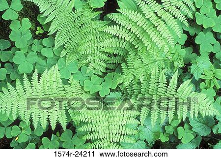 Stock Image - Close-up of leaves of Lady Ferns, Mount Hood National Park, Oregon, USA. Fotosearch