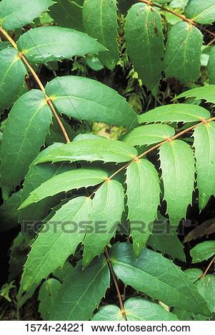 Stock Image - Close-up of leaves of Oregon grape, Bull of the Woods Wilderness, Oregon, USA. Fotosearch