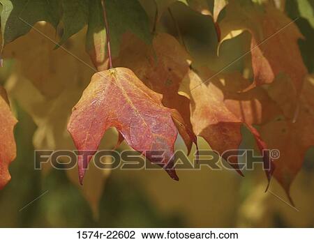 Stock Image - Close-up of leaves on a maple tree. Fotosearch