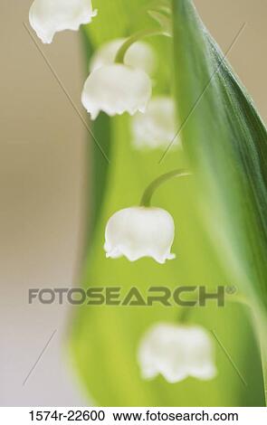 Stock Image - Close-up of Lily of the Valley. Fotosearch