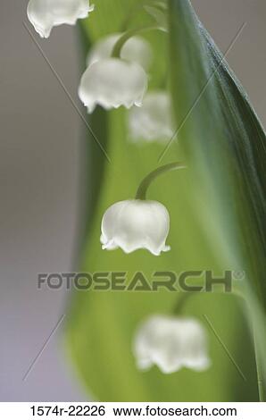 Stock Photograph - Close-up of Lily of the Valley. Fotosearch