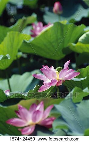 Close-up of lotus flowers, Summer Palace, Beijing, China View Large Photo Image Stock Photo - Close-up of lotus flowers, Summer Palace, Beijing, China. Fotosearch