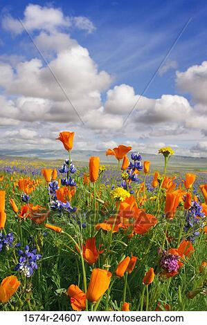 Close-up of lupines and poppies in a field, Carrizo Plain National Monument, California, USA View Large Photo Image Stock Photo - Close-up of lupines and poppies in a field, Carrizo Plain National Monument, California, USA. Fotosearch