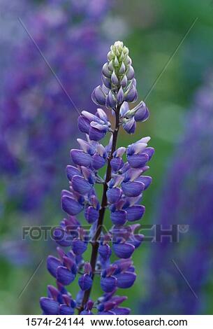 Close-up of lupines View Large Photo Image Picture - Close-up of lupines. Fotosearch