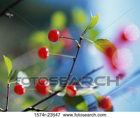 Close-up of Montmorency cherries View Large Photo Image Stock Photo - Close-up of Montmorency cherries. Fotosearch