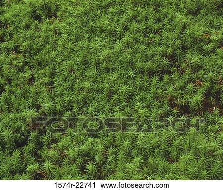 Close-up of moss View Large Photo Image Stock Image - Close-up of moss. Fotosearch