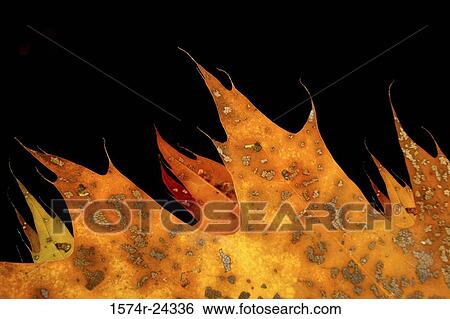 Close-up of oak leaves View Large Photo Image Stock Photograph - Close-up of oak leaves. Fotosearch
