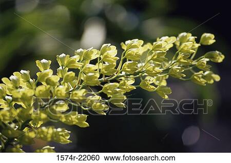 Close-up of orchid flowers View Large Photo Image Stock Image - Close-up of orchid flowers. Fotosearch