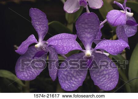 Close-up of orchid flowers View Large Photo Image Stock Photo - Close-up of orchid flowers. Fotosearch