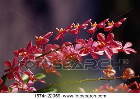 Close-up of orchid flowers View Large Photo Image Stock Photo - Close-up of orchid flowers. Fotosearch