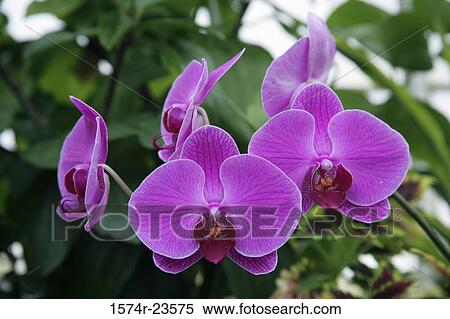 Close-up of orchid flowers View Large Photo Image Stock Photography - Close-up of orchid flowers. Fotosearch