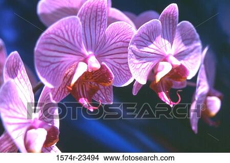Close-up of orchids View Large Photo Image Picture - Close-up of orchids. Fotosearch