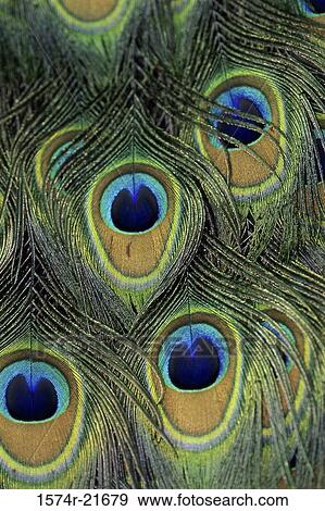 Close-up of peacock feathers View Large Photo Image Stock Photo - Close-up of peacock feathers. Fotosearch