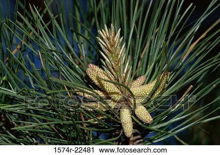Close-up of pinecones on a tree View Large Photo Image Stock Image - Close-up of pinecones on a tree. Fotosearch