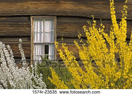 Stock Photography - Close-up of plants in front of a museum, Mountain Farm Museum, Great Smoky Mountains National Park, North Carolina, USA. Fotosearch