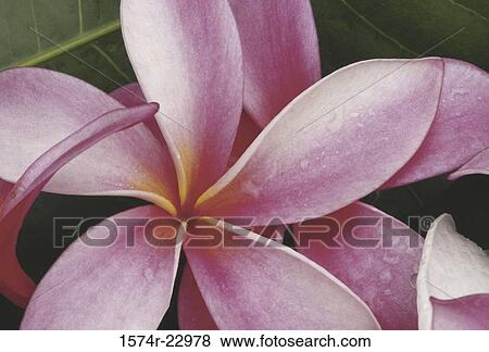Close-up of Plumeria View Large Photo Image Stock Photo - Close-up of Plumeria. Fotosearch