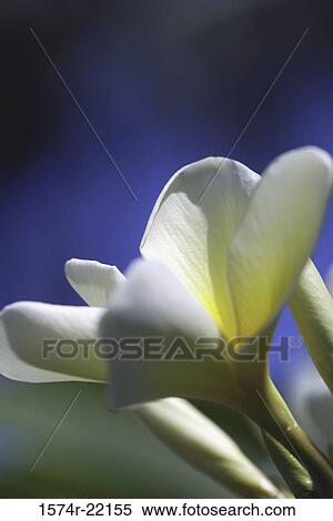 Close-up of Plumeria View Large Photo Image Stock Photography - Close-up of Plumeria. Fotosearch