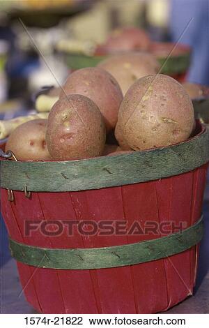 Close-up of potatoes in a wooden bucket View Large Photo Image Stock Image - Close-up of potatoes in a wooden bucket. Fotosearch