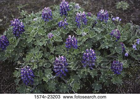 Stock Image - Close-up of purple lupines. Fotosearch