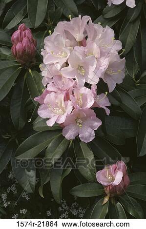 Picture - Close-up of Rhododendron. Fotosearch