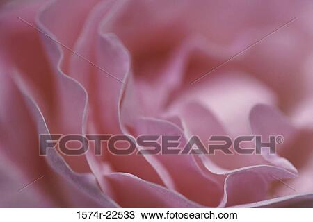 Stock Image - Close-up of rose petals. Fotosearch