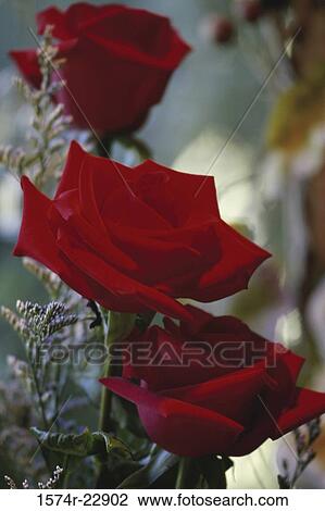 Close-up of roses View Large Photo Image Stock Image - Close-up of roses. Fotosearch
