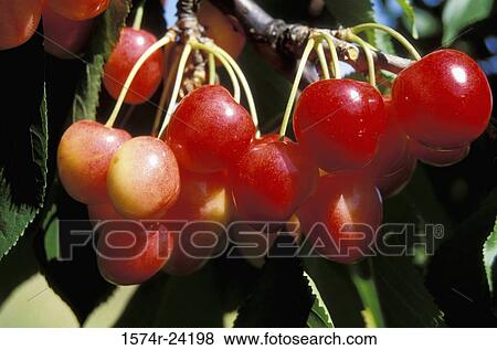 Close-up of Royal Anne cherries hanging on a branch View Large Photo Image Stock Photo - Close-up of Royal Anne cherries hanging on a branch. Fotosearch