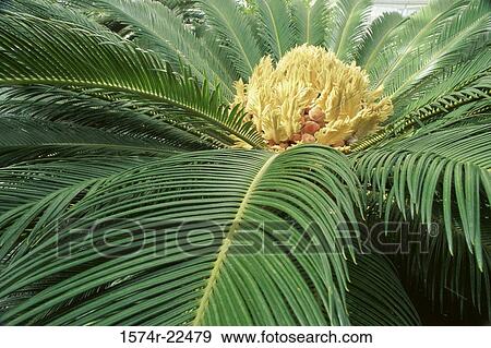 Close-up of Sago Palm View Large Photo Image Stock Photo - Close-up of Sago Palm. Fotosearch