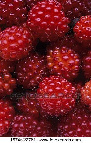 Close-up of salmonberries View Large Photo Image Stock Image - Close-up of salmonberries. Fotosearch