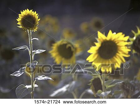 Close-up of sunflowers View Large Photo Image Picture - Close-up of sunflowers. Fotosearch