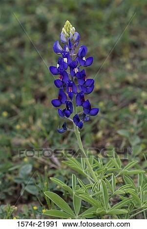Stock Image - Close-up of Texas Bluebonnet flowers. Fotosearch