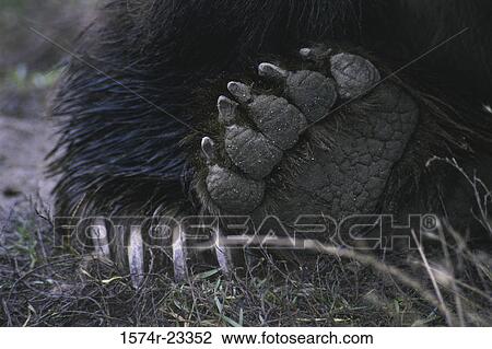 Close-up of the claws of a Brown Bear View Large Photo Image Stock Image - Close-up of the claws of a Brown Bear. Fotosearch