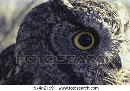 Close-up of the eye of a Screech Owl View Large Photo Image Stock Image - Close-up of the eye of a Screech Owl. Fotosearch