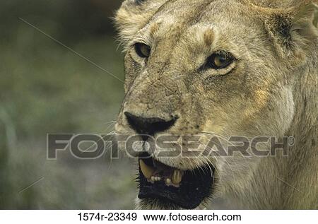 Stock Photo - Close-up of the face of a lion. Fotosearch