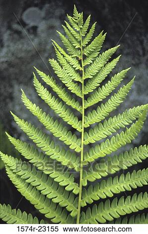 Stock Photography - Close-up of the frond of a fern. Fotosearch