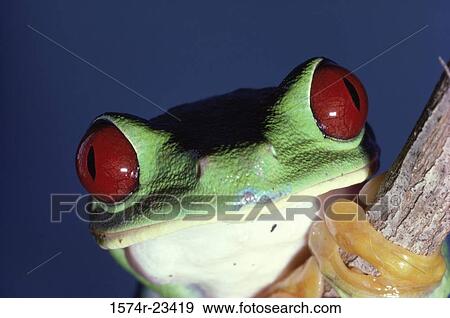 Close-up of the head of a Red-eyed Tree Frog (Agalychnis callidryas) View Large Photo Image Stock Photo - Close-up of the head of a Red-eyed Tree Frog (Agalychnis callidryas). Fotosearch
