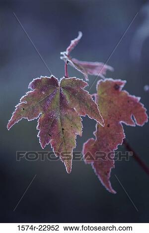 Close-up of the leaf of a plant View Large Photo Image Stock Image - Close-up of the leaf of a plant. Fotosearch