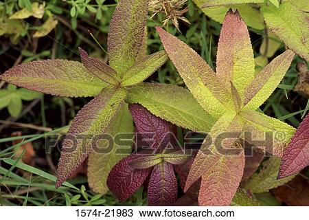 Close-up of the leaves of plants View Large Photo Image Stock Image - Close-up of the leaves of plants. Fotosearch