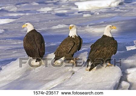 Stock Photo - Close-up of three Bald Eagles on a rock, Alaska, USA (Haliaeetus leucocephalus). Fotosearch