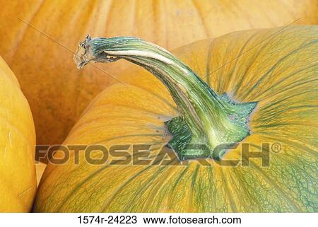 Close-up of three pumpkins View Large Photo Image Stock Image - Close-up of three pumpkins. Fotosearch