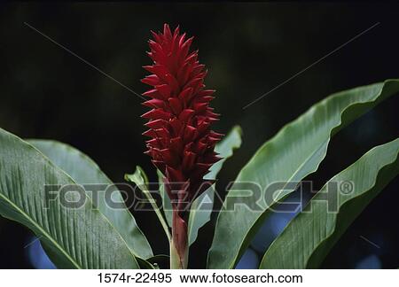 Close-up of Torch Ginger View Large Photo Image Stock Photography - Close-up of Torch Ginger. Fotosearch