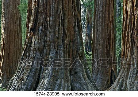 Stock Photography - Close-up of tree trunks, Mariposa Grove, Yosemite National Park, California, USA. Fotosearch