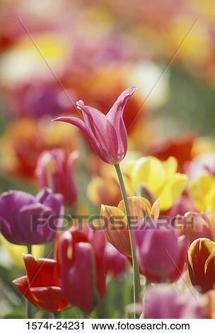 Stock Image - Close-up of tulips. Fotosearch