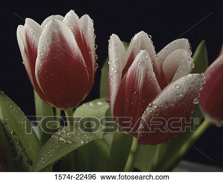 Close-up of tulips View Large Photo Image Stock Photograph - Close-up of tulips. Fotosearch