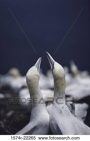 Close-up of two Atlantic Gannets View Large Photo Image Stock Photography - Close-up of two Atlantic Gannets. Fotosearch