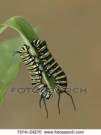Stock Image - Close-up of two caterpillars of Monarch butterflies crawling on a leaf (Danaus plexippus). Fotosearch
