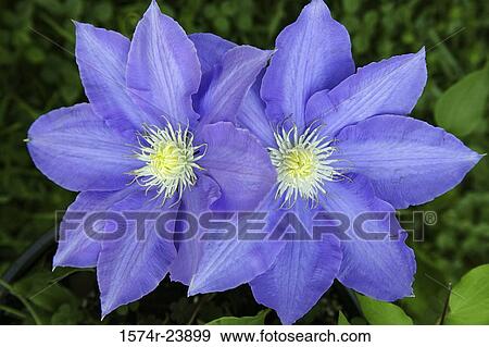 Close-up of two clematis flowers View Large Photo Image Stock Photo - Close-up of two clematis flowers. Fotosearch