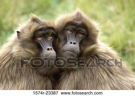 Close-up of two Gelada Baboons View Large Photo Image Stock Photo - Close-up of two Gelada Baboons. Fotosearch