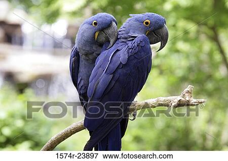 Close-up of two Hyacinth Macaws perching on a branch View Large Photo Image Stock Photo - Close-up of two Hyacinth Macaws perching on a branch. Fotosearch