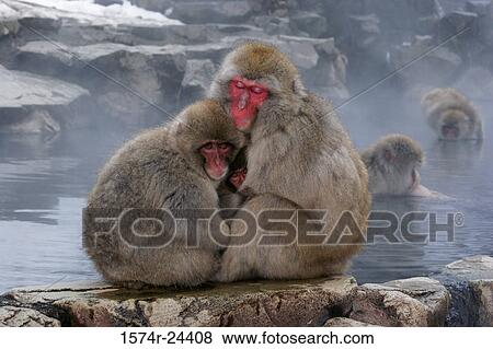 Close-up of two Japanese Macaques with their young one (Macaca fuscata) View Large Photo Image Stock Photo - Close-up of two Japanese Macaques with their young one (Macaca fuscata). Fotosearch